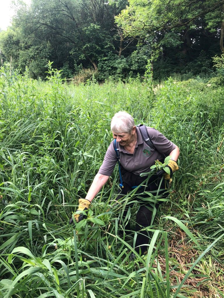 A volunteer in head height Balsam doing some balsam bashing